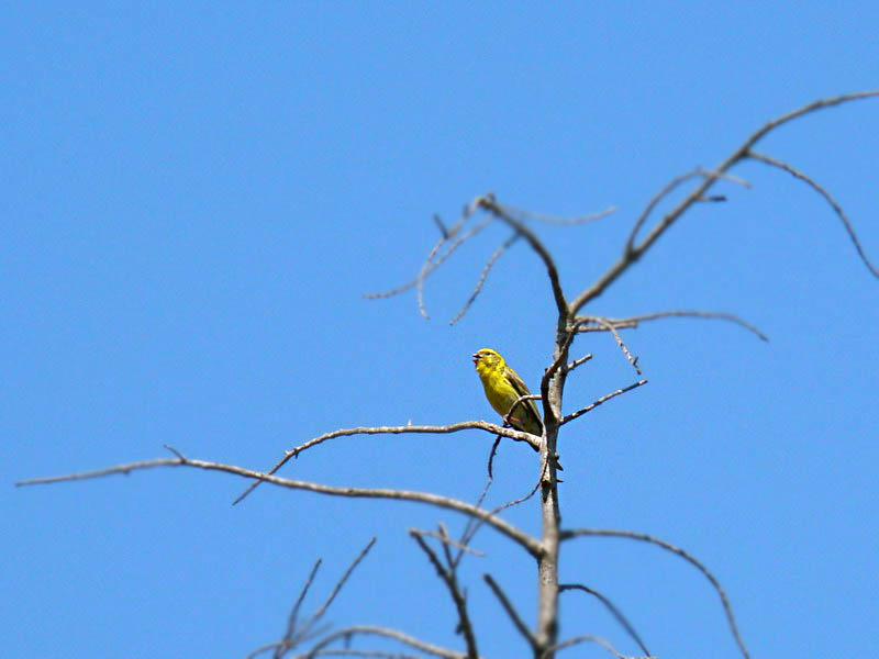 Verzellino...la seguenza del canto